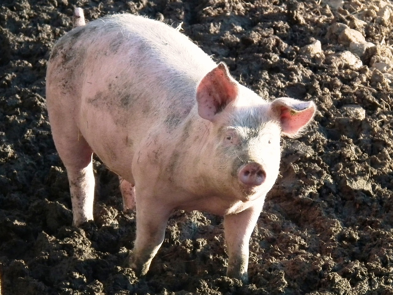 pig, piglet, piggy-980697.jpg
